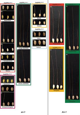 Redefining awn development in rice through the breeding history of Japanese awn reduction